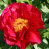 Paeonia Lactiflora 'Postillion' (Staudenpfingstrose) -Gartenpflanzen Verkaufsladen 2000947 Paeonia 20lactiflora 20Postillion Staudenpfingstrose 1 3402ee99 cad0 485e a70f d120b5bd3e9f