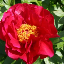 Paeonia Lactiflora 'Postillion' (Staudenpfingstrose)