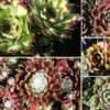 Sempervivum-Sortiment 5 Verschiedene Sorten (Garten-Hauswurz) -Gartenpflanzen Verkaufsladen 2000983 Sempervivum Sortiment 205 20verschiedene 20Sorten Garten Hauswurz 1 3ea5772e add8 4d53 a013 dfb9006a685c