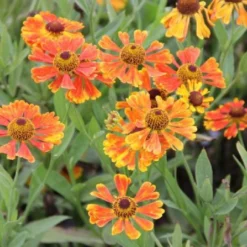 Leuchtfeuer (Farbpower Für Den Garten) 29 Leuchtfeuer (Farbpower Für Den Garten) -Gartenpflanzen Verkaufsladen 2001000 Leuchtfeuer Farbpower 20fuer 20den 20Garten 10