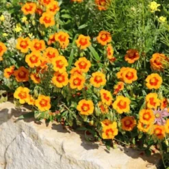 Leuchtfeuer (Farbpower Für Den Garten) 30 Leuchtfeuer (Farbpower Für Den Garten) -Gartenpflanzen Verkaufsladen 2001000 Leuchtfeuer Farbpower 20fuer 20den 20Garten 11