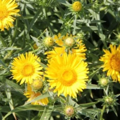 Leuchtfeuer (Farbpower Für Den Garten) 32 Leuchtfeuer (Farbpower Für Den Garten) -Gartenpflanzen Verkaufsladen 2001000 Leuchtfeuer Farbpower 20fuer 20den 20Garten 13