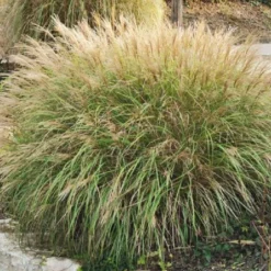 Leuchtfeuer (Farbpower Für Den Garten) 34 Leuchtfeuer (Farbpower Für Den Garten) -Gartenpflanzen Verkaufsladen 2001000 Leuchtfeuer Farbpower 20fuer 20den 20Garten 15