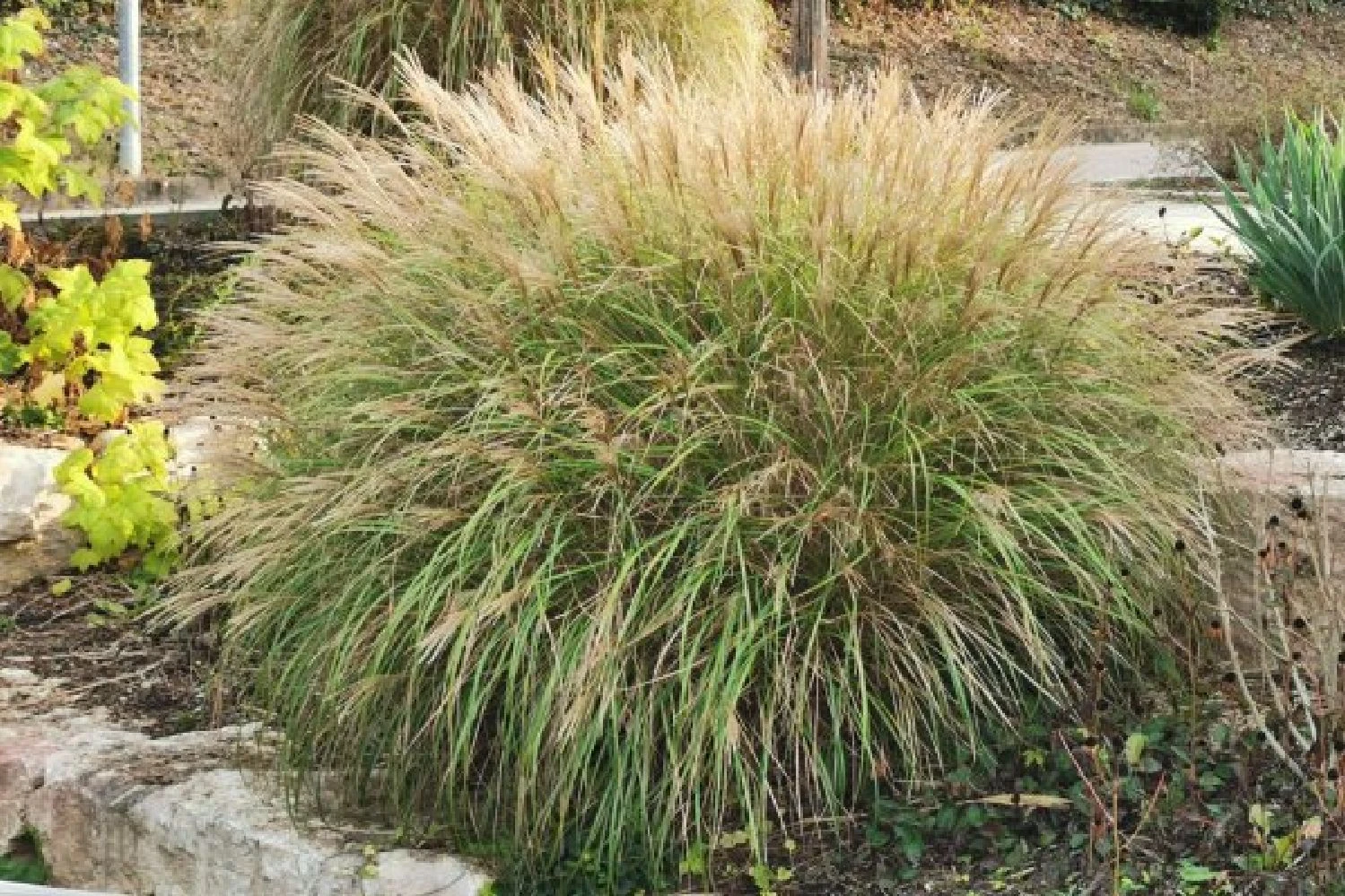 Leuchtfeuer (Farbpower Für Den Garten) 17 Leuchtfeuer (Farbpower Für Den Garten) – Bild 15