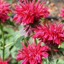 Leuchtfeuer (Farbpower Für Den Garten) 35 Leuchtfeuer (Farbpower Für Den Garten) -Gartenpflanzen Verkaufsladen 2001000 Leuchtfeuer Farbpower 20fuer 20den 20Garten 16