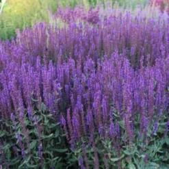 Leuchtfeuer (Farbpower Für Den Garten) 37 Leuchtfeuer (Farbpower Für Den Garten) -Gartenpflanzen Verkaufsladen 2001000 Leuchtfeuer Farbpower 20fuer 20den 20Garten 18