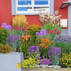 Leuchtfeuer (Farbpower Für Den Garten) 22 Leuchtfeuer (Farbpower Für Den Garten) -Gartenpflanzen Verkaufsladen 2001000 Leuchtfeuer Farbpower 20fuer 20den 20Garten 3