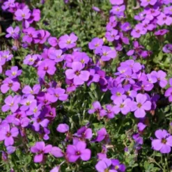 Leuchtfeuer (Farbpower Für Den Garten) 25 Leuchtfeuer (Farbpower Für Den Garten) -Gartenpflanzen Verkaufsladen 2001000 Leuchtfeuer Farbpower 20fuer 20den 20Garten 6