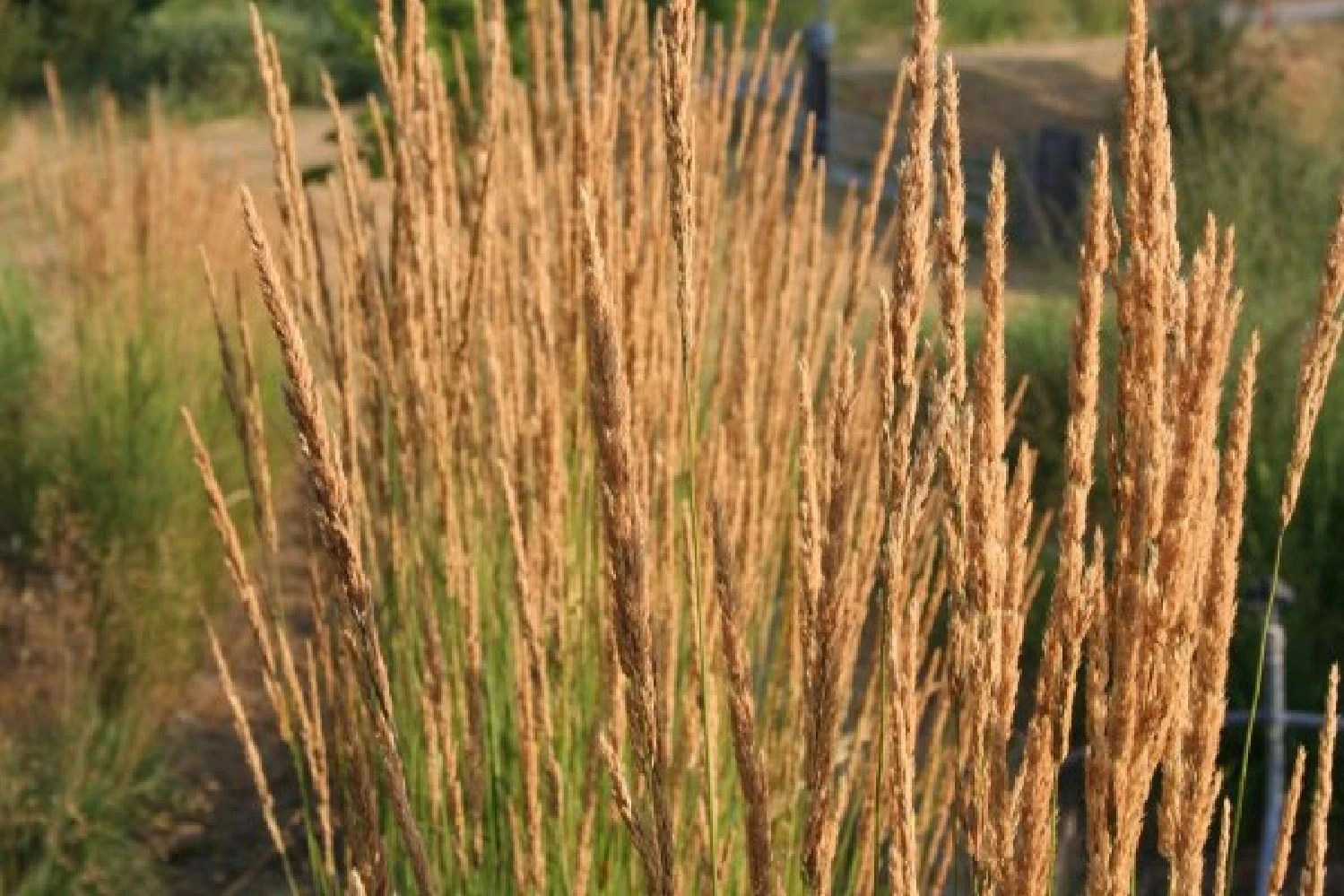 Leuchtfeuer (Farbpower Für Den Garten) 9 Leuchtfeuer (Farbpower Für Den Garten) – Bild 7