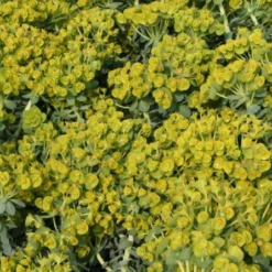 Leuchtfeuer (Farbpower Für Den Garten) 28 Leuchtfeuer (Farbpower Für Den Garten) -Gartenpflanzen Verkaufsladen 2001000 Leuchtfeuer Farbpower 20fuer 20den 20Garten 9