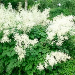 Robuste Alleskönner (Problemlösung Für Den Trockenen Schatten) -Gartenpflanzen Verkaufsladen 2001001 Robuste 20Alleskoenner Problemloesung 20fuer 20den 20trockenen 20Schatten 3