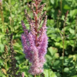 Robuste Alleskönner (Problemlösung Für Den Trockenen Schatten) -Gartenpflanzen Verkaufsladen 2001001 Robuste 20Alleskoenner Problemloesung 20fuer 20den 20trockenen 20Schatten 4