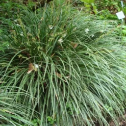 Robuste Alleskönner (Problemlösung Für Den Trockenen Schatten) -Gartenpflanzen Verkaufsladen 2001001 Robuste 20Alleskoenner Problemloesung 20fuer 20den 20trockenen 20Schatten 5