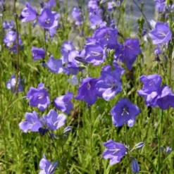 Ländlicher Zauber (Der Charme Alter Bauerngärten) 31 Ländlicher Zauber (Der Charme Alter Bauerngärten) -Gartenpflanzen Verkaufsladen 2001007 Laendlicher 20Zauber Der 20Charme 20alter 20Bauerngaerten 10