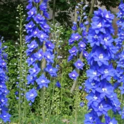 Ländlicher Zauber (Der Charme Alter Bauerngärten) 32 Ländlicher Zauber (Der Charme Alter Bauerngärten) -Gartenpflanzen Verkaufsladen 2001007 Laendlicher 20Zauber Der 20Charme 20alter 20Bauerngaerten 11