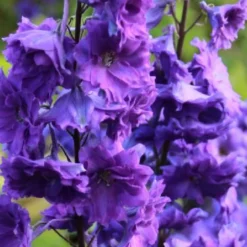 Ländlicher Zauber (Der Charme Alter Bauerngärten) 33 Ländlicher Zauber (Der Charme Alter Bauerngärten) -Gartenpflanzen Verkaufsladen 2001007 Laendlicher 20Zauber Der 20Charme 20alter 20Bauerngaerten 12