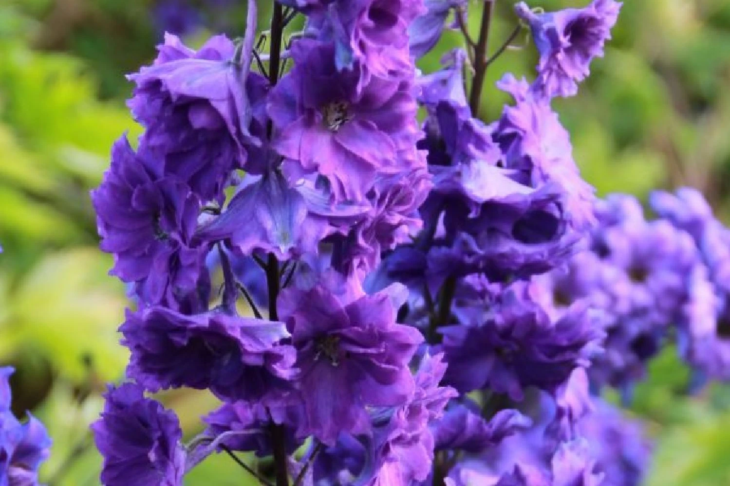 Ländlicher Zauber (Der Charme Alter Bauerngärten) 14 Ländlicher Zauber (Der Charme Alter Bauerngärten) – Bild 12