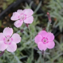 Ländlicher Zauber (Der Charme Alter Bauerngärten) 34 Ländlicher Zauber (Der Charme Alter Bauerngärten) -Gartenpflanzen Verkaufsladen 2001007 Laendlicher 20Zauber Der 20Charme 20alter 20Bauerngaerten 13