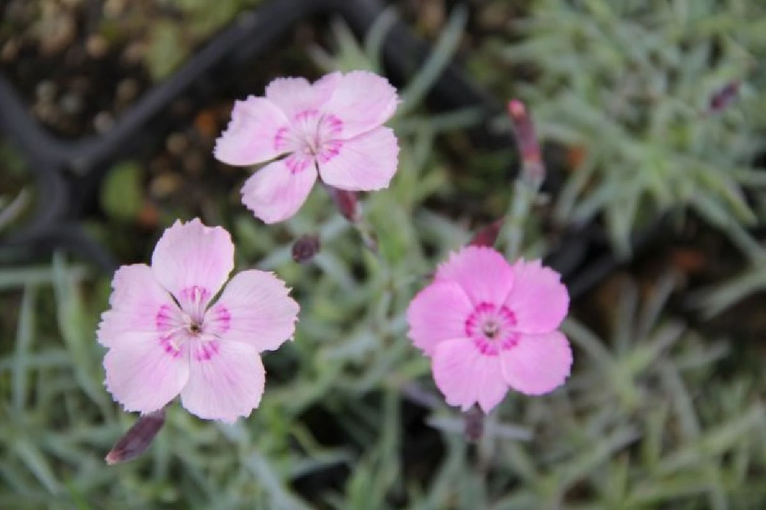 Ländlicher Zauber (Der Charme Alter Bauerngärten) 15 Ländlicher Zauber (Der Charme Alter Bauerngärten) – Bild 13