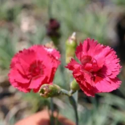 Ländlicher Zauber (Der Charme Alter Bauerngärten) 35 Ländlicher Zauber (Der Charme Alter Bauerngärten) -Gartenpflanzen Verkaufsladen 2001007 Laendlicher 20Zauber Der 20Charme 20alter 20Bauerngaerten 14