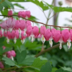 Ländlicher Zauber (Der Charme Alter Bauerngärten) 36 Ländlicher Zauber (Der Charme Alter Bauerngärten) -Gartenpflanzen Verkaufsladen 2001007 Laendlicher 20Zauber Der 20Charme 20alter 20Bauerngaerten 15