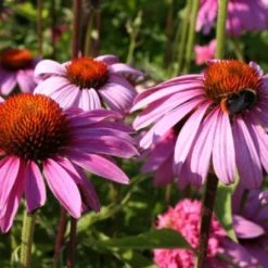 Ländlicher Zauber (Der Charme Alter Bauerngärten) 37 Ländlicher Zauber (Der Charme Alter Bauerngärten) -Gartenpflanzen Verkaufsladen 2001007 Laendlicher 20Zauber Der 20Charme 20alter 20Bauerngaerten 16