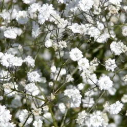 Ländlicher Zauber (Der Charme Alter Bauerngärten) 38 Ländlicher Zauber (Der Charme Alter Bauerngärten) -Gartenpflanzen Verkaufsladen 2001007 Laendlicher 20Zauber Der 20Charme 20alter 20Bauerngaerten 17