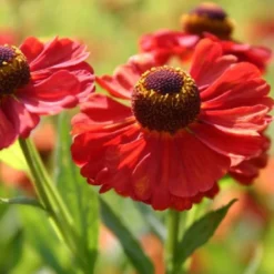 Ländlicher Zauber (Der Charme Alter Bauerngärten) 39 Ländlicher Zauber (Der Charme Alter Bauerngärten) -Gartenpflanzen Verkaufsladen 2001007 Laendlicher 20Zauber Der 20Charme 20alter 20Bauerngaerten 18