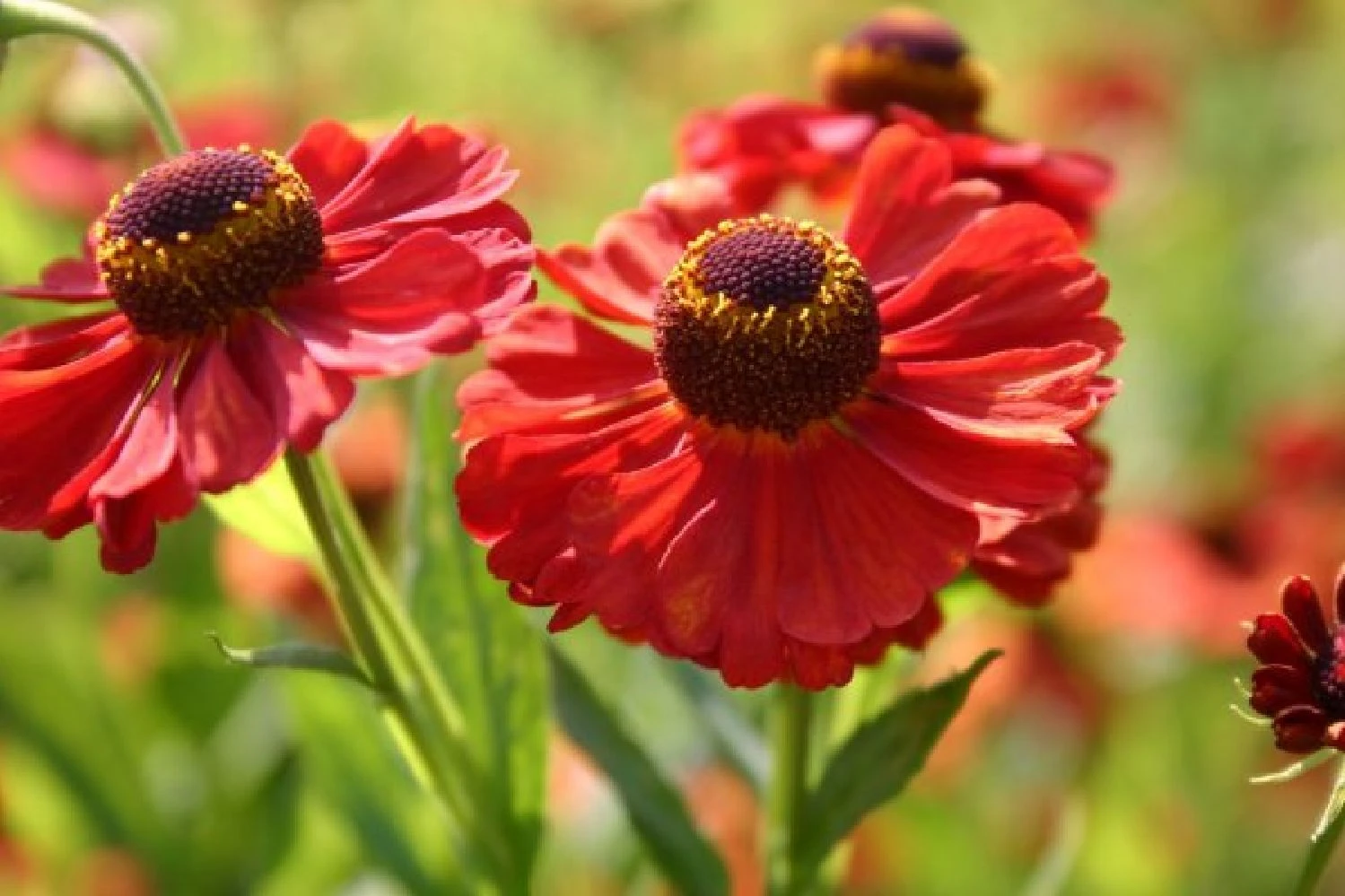 Ländlicher Zauber (Der Charme Alter Bauerngärten) 20 Ländlicher Zauber (Der Charme Alter Bauerngärten) – Bild 18