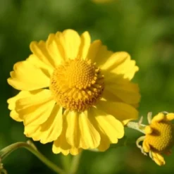 Ländlicher Zauber (Der Charme Alter Bauerngärten) 40 Ländlicher Zauber (Der Charme Alter Bauerngärten) -Gartenpflanzen Verkaufsladen 2001007 Laendlicher 20Zauber Der 20Charme 20alter 20Bauerngaerten 19