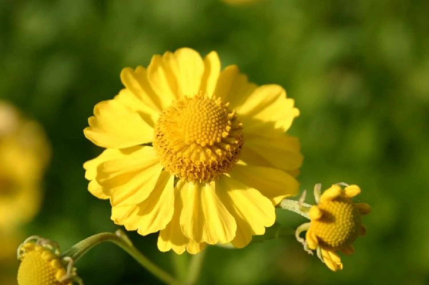 Ländlicher Zauber (Der Charme Alter Bauerngärten) 21 Ländlicher Zauber (Der Charme Alter Bauerngärten) – Bild 19