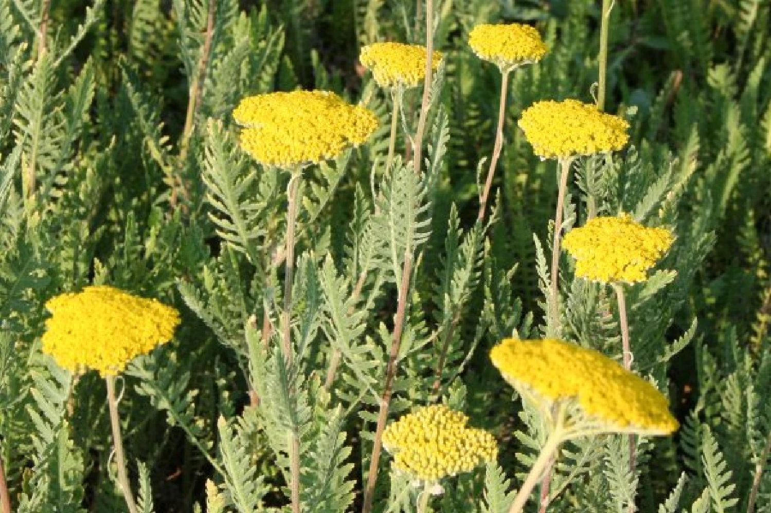 Ländlicher Zauber (Der Charme Alter Bauerngärten) 4 Ländlicher Zauber (Der Charme Alter Bauerngärten) – Bild 2