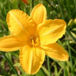 Ländlicher Zauber (Der Charme Alter Bauerngärten) 41 Ländlicher Zauber (Der Charme Alter Bauerngärten) -Gartenpflanzen Verkaufsladen 2001007 Laendlicher 20Zauber Der 20Charme 20alter 20Bauerngaerten 20