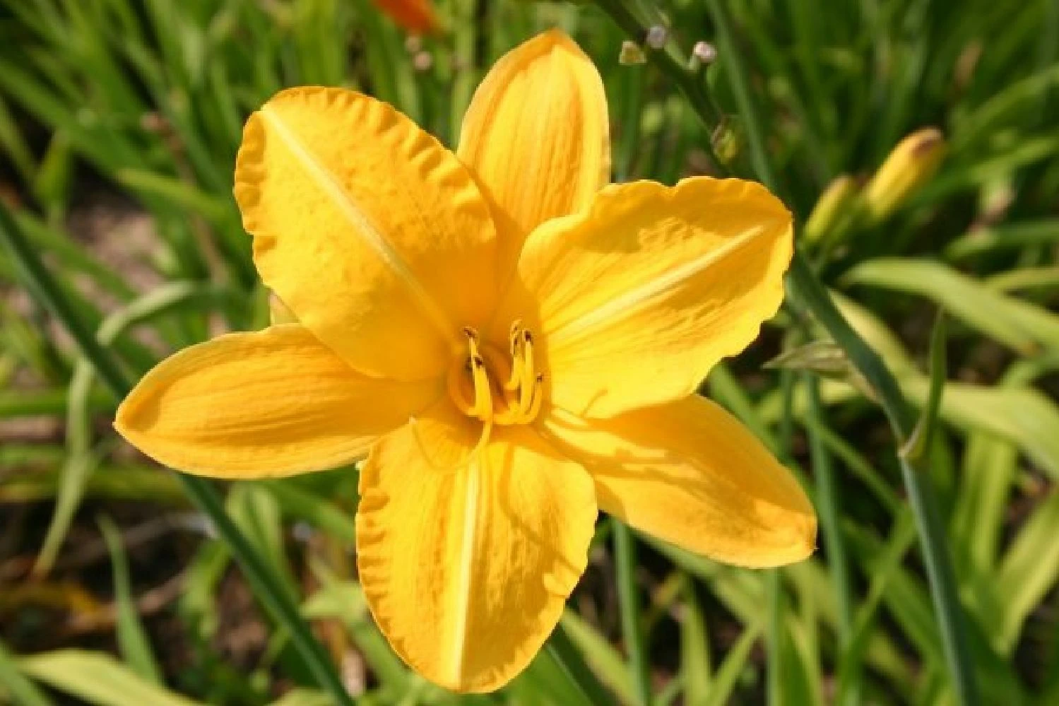 Ländlicher Zauber (Der Charme Alter Bauerngärten) 22 Ländlicher Zauber (Der Charme Alter Bauerngärten) – Bild 20