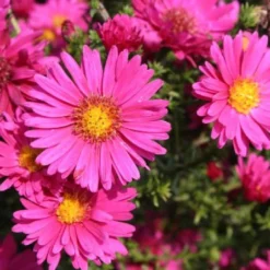 Ländlicher Zauber (Der Charme Alter Bauerngärten) 24 Ländlicher Zauber (Der Charme Alter Bauerngärten) -Gartenpflanzen Verkaufsladen 2001007 Laendlicher 20Zauber Der 20Charme 20alter 20Bauerngaerten 3