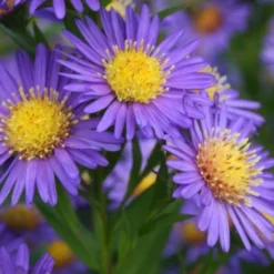 Ländlicher Zauber (Der Charme Alter Bauerngärten) 25 Ländlicher Zauber (Der Charme Alter Bauerngärten) -Gartenpflanzen Verkaufsladen 2001007 Laendlicher 20Zauber Der 20Charme 20alter 20Bauerngaerten 4