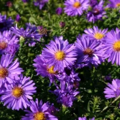 Ländlicher Zauber (Der Charme Alter Bauerngärten) 26 Ländlicher Zauber (Der Charme Alter Bauerngärten) -Gartenpflanzen Verkaufsladen 2001007 Laendlicher 20Zauber Der 20Charme 20alter 20Bauerngaerten 5