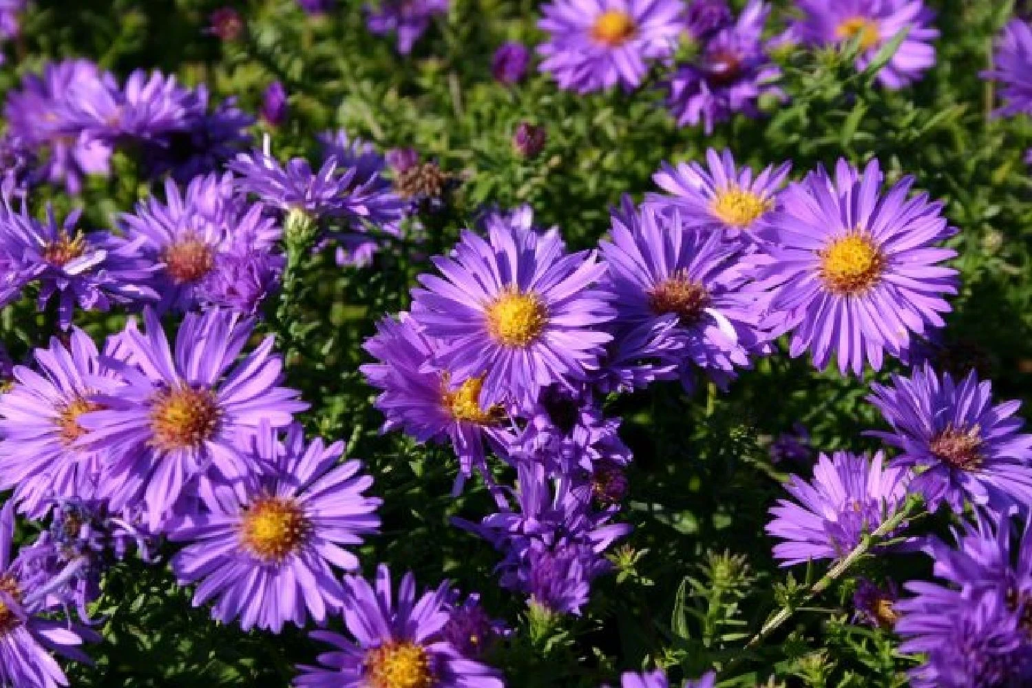 Ländlicher Zauber (Der Charme Alter Bauerngärten) 7 Ländlicher Zauber (Der Charme Alter Bauerngärten) – Bild 5