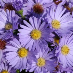 Ländlicher Zauber (Der Charme Alter Bauerngärten) 27 Ländlicher Zauber (Der Charme Alter Bauerngärten) -Gartenpflanzen Verkaufsladen 2001007 Laendlicher 20Zauber Der 20Charme 20alter 20Bauerngaerten 6