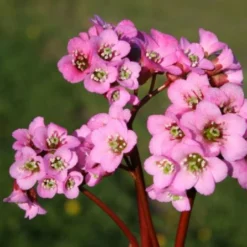 Ländlicher Zauber (Der Charme Alter Bauerngärten) 28 Ländlicher Zauber (Der Charme Alter Bauerngärten) -Gartenpflanzen Verkaufsladen 2001007 Laendlicher 20Zauber Der 20Charme 20alter 20Bauerngaerten 7