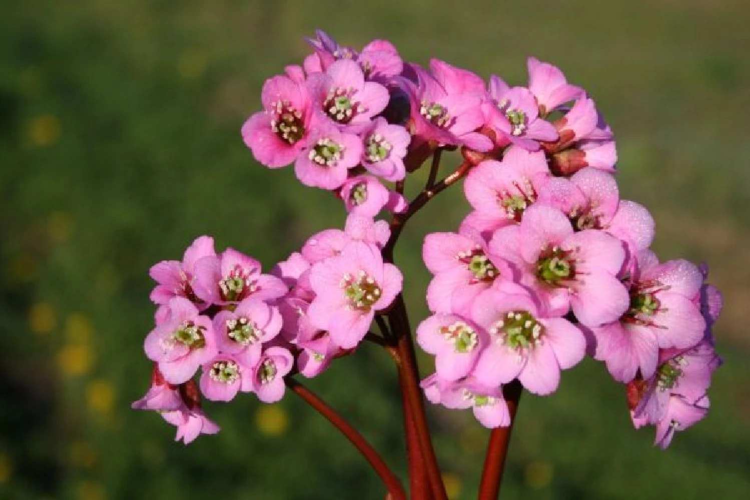 Ländlicher Zauber (Der Charme Alter Bauerngärten) 9 Ländlicher Zauber (Der Charme Alter Bauerngärten) – Bild 7
