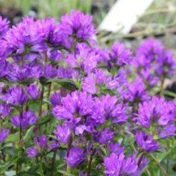 Ländlicher Zauber (Der Charme Alter Bauerngärten) 29 Ländlicher Zauber (Der Charme Alter Bauerngärten) -Gartenpflanzen Verkaufsladen 2001007 Laendlicher 20Zauber Der 20Charme 20alter 20Bauerngaerten 8