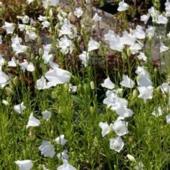 Ländlicher Zauber (Der Charme Alter Bauerngärten) 30 Ländlicher Zauber (Der Charme Alter Bauerngärten) -Gartenpflanzen Verkaufsladen 2001007 Laendlicher 20Zauber Der 20Charme 20alter 20Bauerngaerten 9