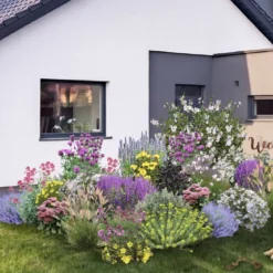 Dauerblüher (Perfektion In Form Und Farbe)