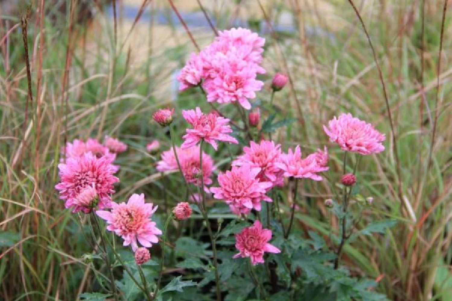 Pastellbeet (Ein Beet Zum Hineinkuscheln) 12 Pastellbeet (Ein Beet Zum Hineinkuscheln) – Bild 10