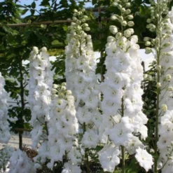 Pastellbeet (Ein Beet Zum Hineinkuscheln) 32 Pastellbeet (Ein Beet Zum Hineinkuscheln) -Gartenpflanzen Verkaufsladen 2001010 Pastellbeet Ein 20Beet 20zum 20Hineinkuscheln 11