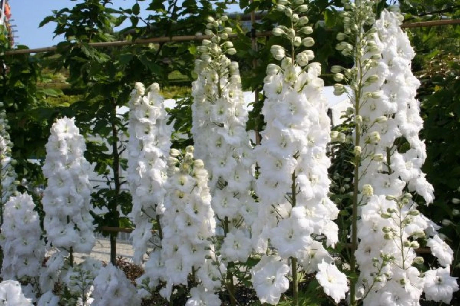 Pastellbeet (Ein Beet Zum Hineinkuscheln) 13 Pastellbeet (Ein Beet Zum Hineinkuscheln) – Bild 11