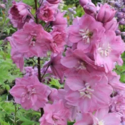 Pastellbeet (Ein Beet Zum Hineinkuscheln) 33 Pastellbeet (Ein Beet Zum Hineinkuscheln) -Gartenpflanzen Verkaufsladen 2001010 Pastellbeet Ein 20Beet 20zum 20Hineinkuscheln 12