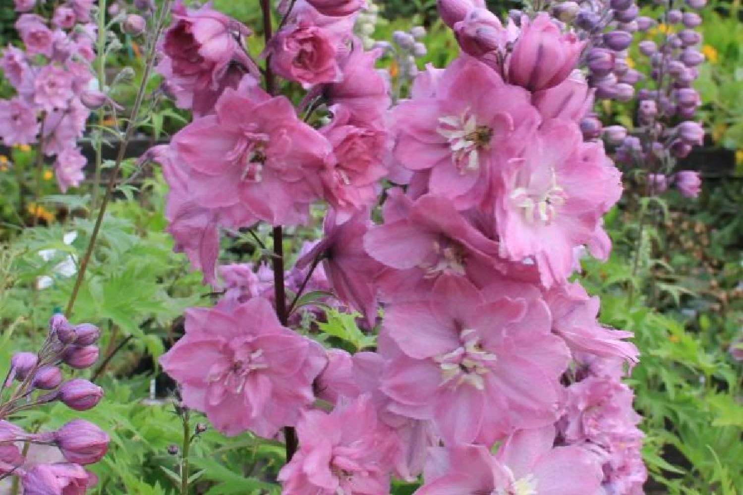 Pastellbeet (Ein Beet Zum Hineinkuscheln) 14 Pastellbeet (Ein Beet Zum Hineinkuscheln) – Bild 12