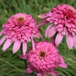 Pastellbeet (Ein Beet Zum Hineinkuscheln) 34 Pastellbeet (Ein Beet Zum Hineinkuscheln) -Gartenpflanzen Verkaufsladen 2001010 Pastellbeet Ein 20Beet 20zum 20Hineinkuscheln 13